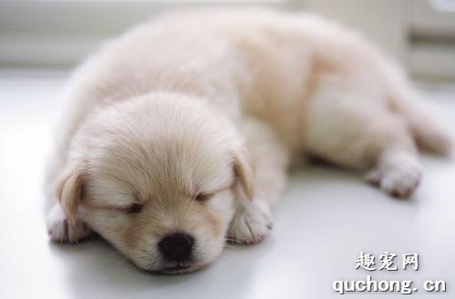狗狗一天能睡多久？