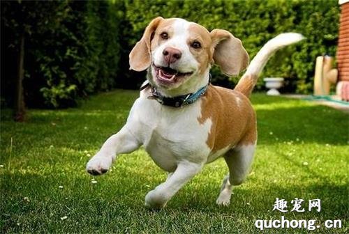犬铅中毒原因|诊断|预防及治疗方法