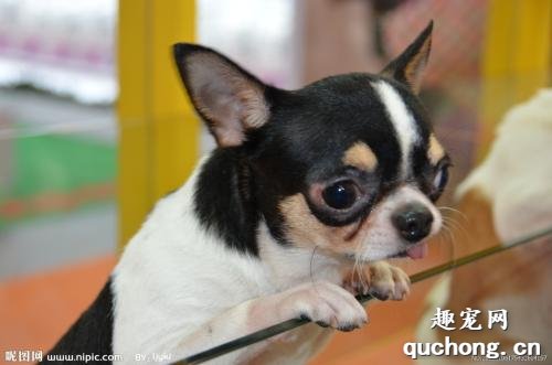 犬前列腺肥大原因|诊断|预防及治疗方法