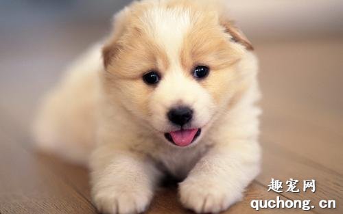 犬前列腺囊肿原因|诊断|预防及治疗方法