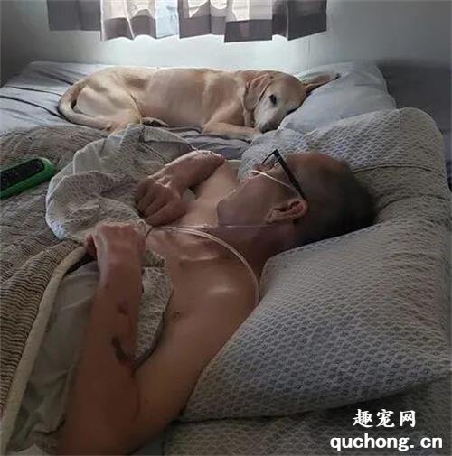 <b>癌末主人临终前，爱犬守在病床旁提前一个半小时离世：天堂等你。</b>
