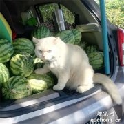 <b>在路边遇到一只卖西瓜的猫老板，想买，但看它表情不太友好！</b>