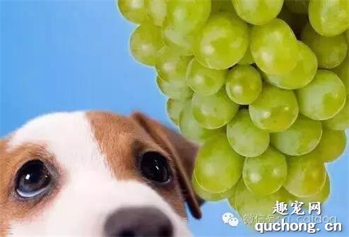 这些食物狗狗绝不能吃,你都知道吗?