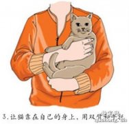 <b>抱猫姿势全攻略 愉快撸猫必看</b>