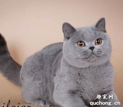 猫尿血是怎么回事 猫咪尿血该怎么办?
