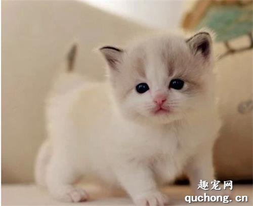 猫尿血是怎么回事 猫咪尿血该怎么办?