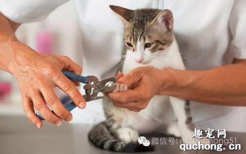 如何让猫咪乖乖剪指甲?