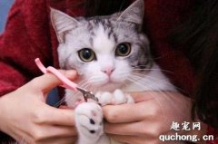 如何让猫咪乖乖剪指甲？