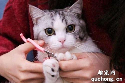 如何让猫咪乖乖剪指甲?