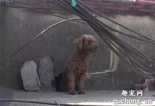 <b>泰迪犬想要跟着搬家的主人，却被抛弃在顶楼，它仍旧日日等待主人</b>