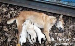 <b>流浪狗妈身亡幼犬却仍在抢着吃奶，凶手就在我们身边</b>