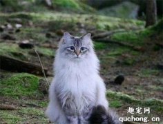 <b>挪威森林猫怎么洗澡？</b>