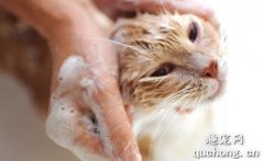 长毛猫如何洗澡 长毛猫洗澡该怎么洗