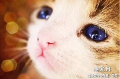 <b>小猫眼睛变色 是猫咪得了眼部疾病吗？</b>