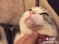 猫黑下巴是什么原因 该如何治疗黑下巴