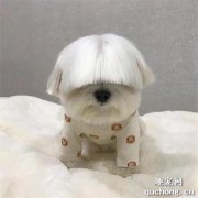 <b>铲屎官给狗子剪了个齐刘海后，网友：不需要的眼睛请捐出去！</b>