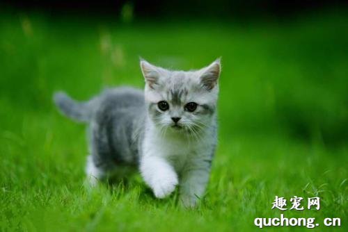 小奶猫如何刺激排便?