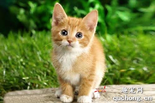 猫犯错误怎么教训 猫犯错可以打吗?
