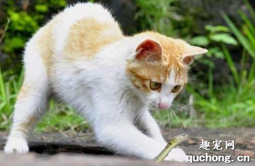 猫犯错误怎么教训 猫犯错可以打吗?