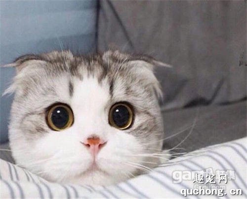 猫咪腹泻便血怎么办?