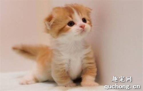 猫咪腹泻便血怎么办?