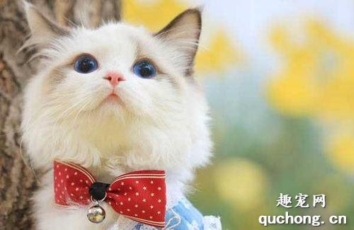 猫肾衰竭的症状有什么 猫咪会出现排便异常