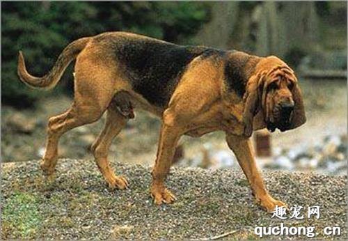 寻血猎犬--犬界神探