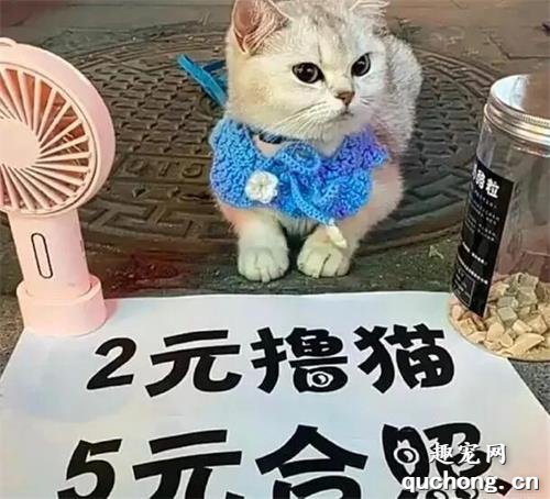 <b>女孩带着猫咪去摆地摊，2元撸猫5元合影，猫：分分钟赚100元傻眼了</b>