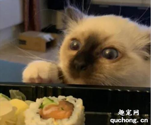 <b>平时它的样子挺可爱的，但一遇到主人要吃寿司时，它就变了样！</b>