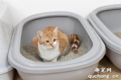 <b>猫砂盆多久清理一下? 猫砂放多少合适?</b>