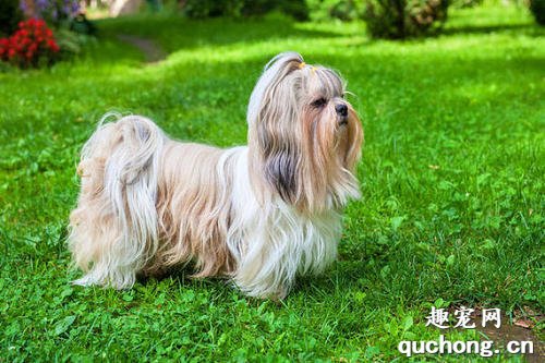 西施犬为什么叫西施犬?