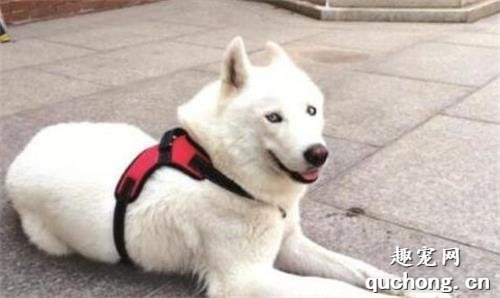 白色哈士奇是怎么来的?