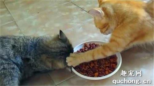 猫咪护食怎么训练？