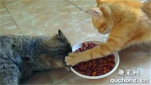 猫咪护食怎么训练?