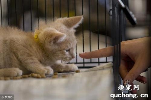 猫咪护食怎么训练?