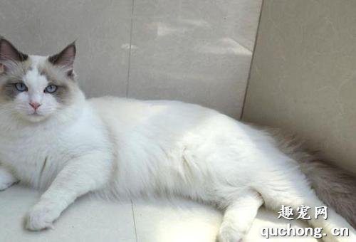 如何判断布偶猫是否怀孕?