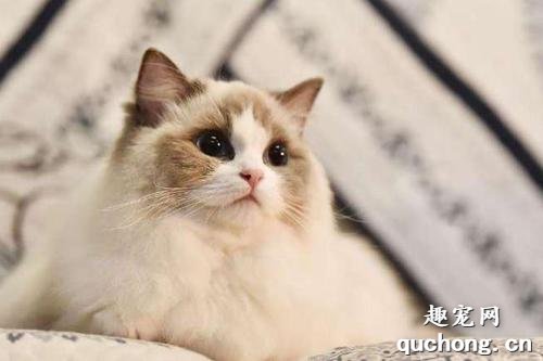 如何判断布偶猫是否怀孕?