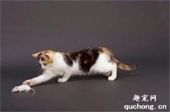 <b>训练猫咪抓老鼠的办法</b>