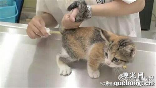 怎么给猫测体温 给猫测体温方法