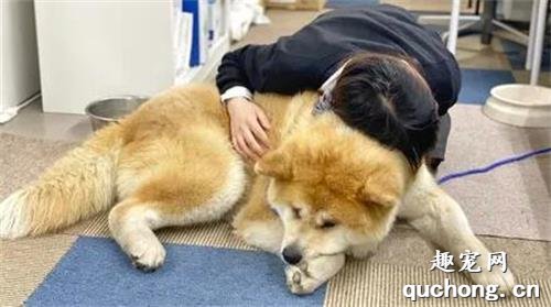 <b>秋田犬3个月大竟然长到了36斤，网友抱了一会瞬间崩溃：这养的是熊吧！</b>