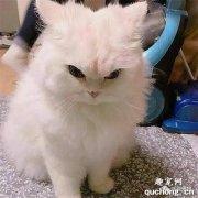 <b>猫便秘的原因 猫便秘吃什么排便快</b>