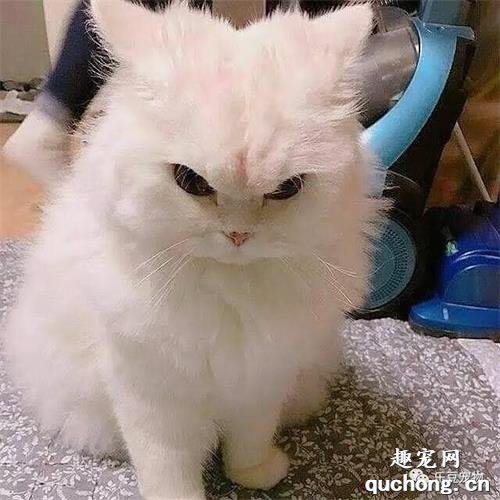 猫便秘的原因 猫便秘吃什么排便快