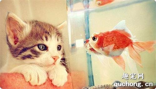 猫便秘的原因 猫便秘吃什么排便快