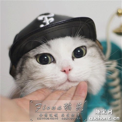 什么是猫瘟 猫瘟冬末春初尤其多发