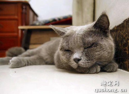 猫艾滋病的表现是什么 猫艾滋病分为三个时期