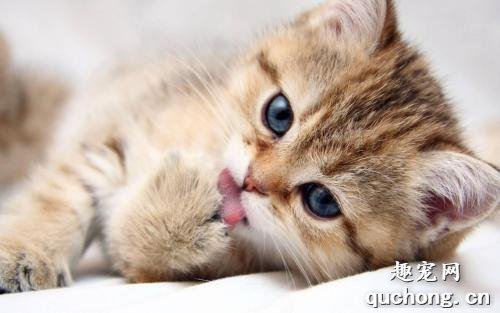 猫爪热是什么 得了猫爪热的症状是什么