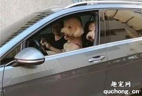 <b>网友下车买早饭，回来发现驾驶座被狗子篡位了...</b>