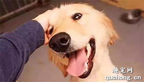 人们习惯性“摸狗头”，但你知道在狗狗眼里意味着什么吗？