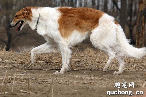 苏俄猎狼犬特征及价格