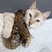 <b>母猫诞下小猫后紧紧抱着不愿放开，看完原因泪崩！</b>